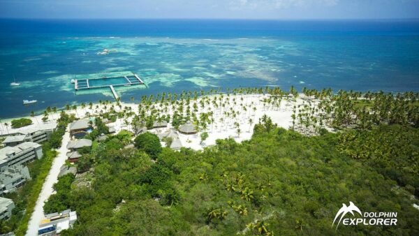 Swim with Dolphins in Punta Cana - Image 6