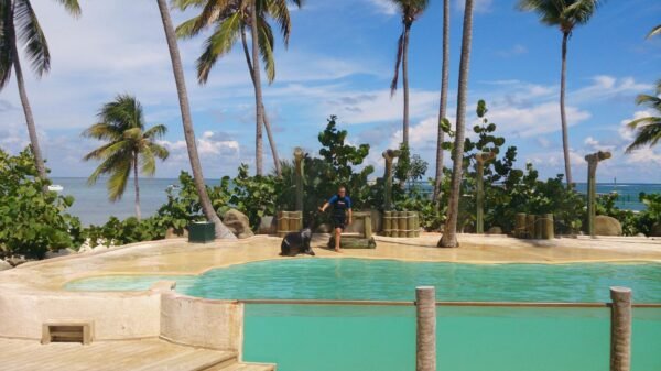 Swim with Dolphins in Punta Cana - Image 5