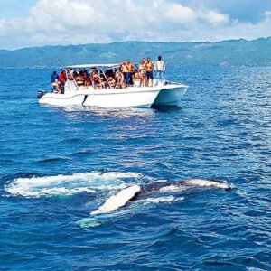 Samana Whale Watching Tour from Punta Cana