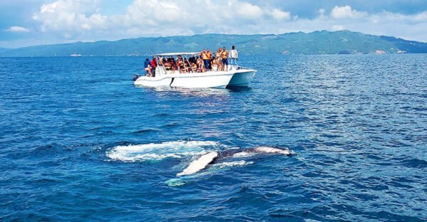 Samana Whale Watching Tour from Punta Cana