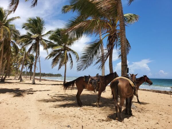 Punta Cana Horseback Riding Tour – Beach & Mountain Adventure - Image 5