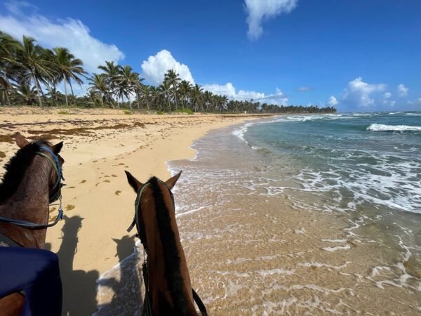 Punta Cana Horseback Riding Tour – Beach & Mountain Adventure - Image 4