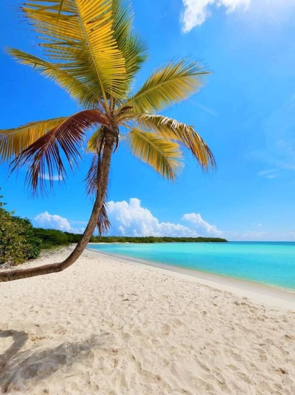 Private Saona Island Tour by Speedboat - Image 10