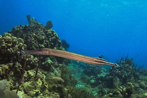 Scuba Diving in Catalina - Image 2