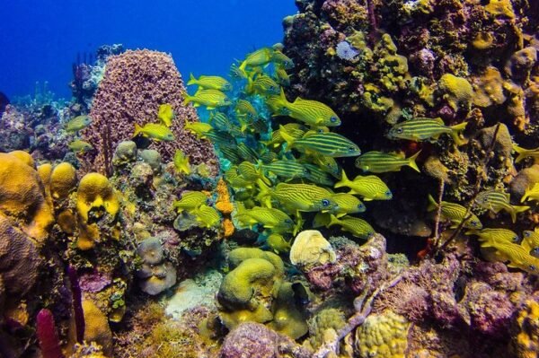 Scuba Diving in Catalina - Image 7