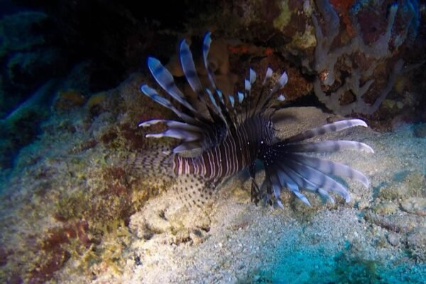 Scuba Diving in Catalina - Image 6