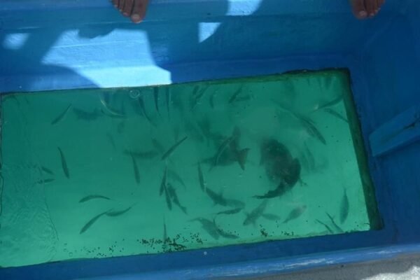 Glass Bottom Boat Tour in Punta Cana - Image 3