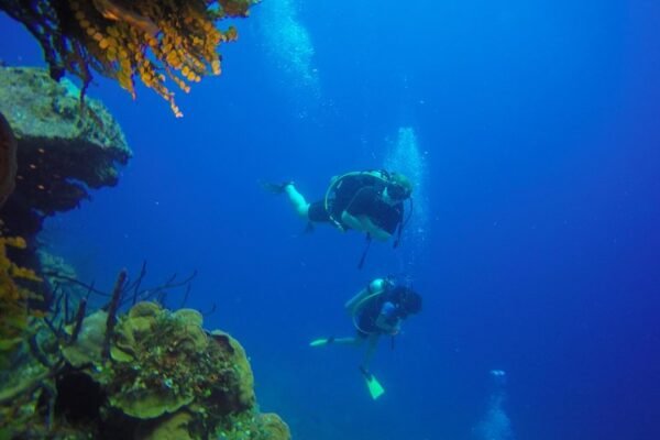 Scuba Diving in Catalina