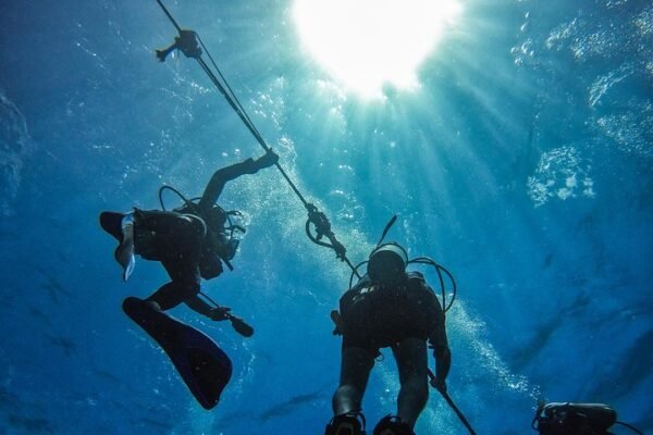 Scuba Diving in Catalina - Image 5
