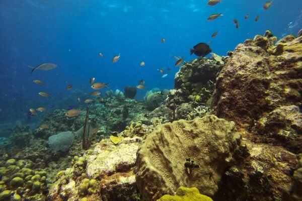 Scuba Diving in Catalina - Image 4