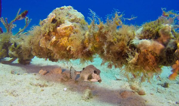 Scuba Diving - Image 6