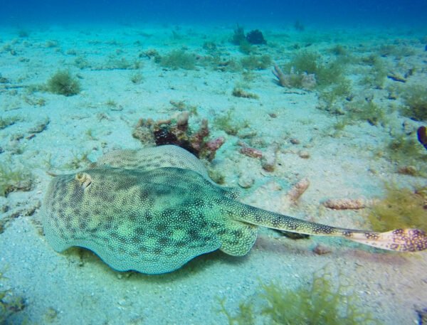 Scuba Diving - Image 5