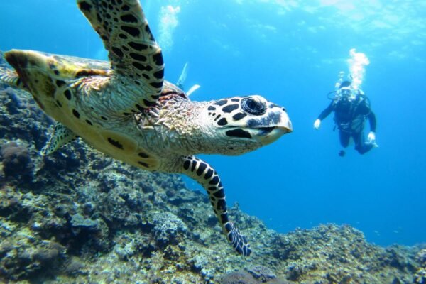 Scuba Diving - Image 2